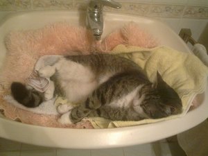 tiger bad3.jpg tiger bad3.jpg