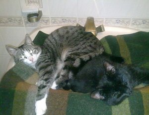 timo tiger.jpg timo tiger.jpg