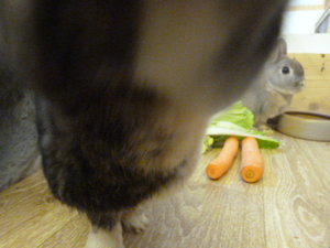 Meerlis 26.03.12 044.JPG