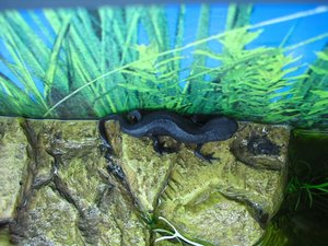 CIMG1081 (800x600).jpg