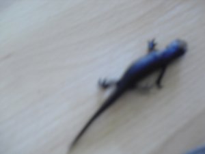 CIMG1083 (800x600).jpg