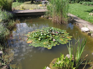 teich1.jpg teich1.jpg