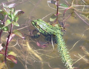 frosch2.jpg frosch2.jpg