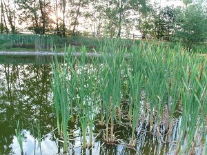 Teich 003.JPG Teich 003.JPG