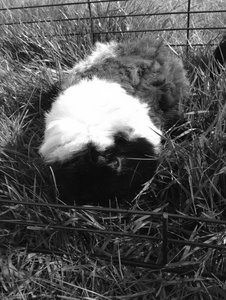 Fibi (schwarz-weiß).jpg