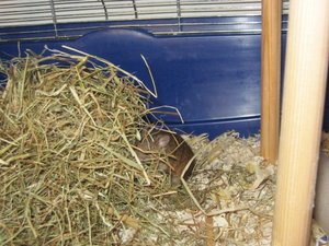 Mäuseburg fertig 010.JPG