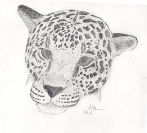5.Leopard.jpg