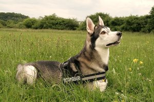 aIMG_7077 - Kopie.jpg