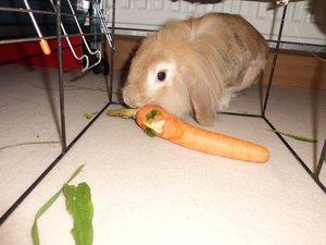 CIMG2937 - Kopie.JPG