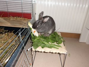 CIMG2932 - Kopie.JPG