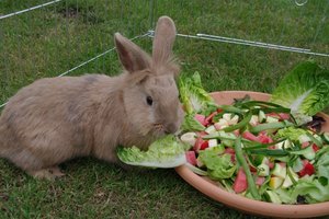 Teddy Salat (klein).JPG