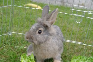 Charly Gurke (klein).JPG