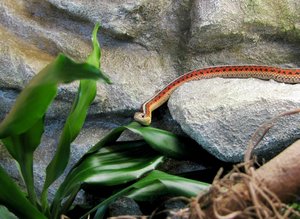 Tf NextTopPet Flecki 07.JPG