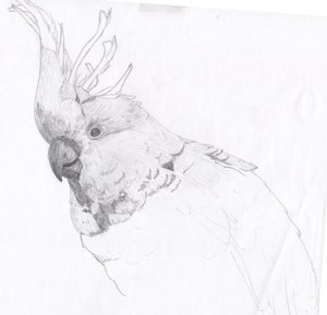 7.1.SulphurCrestedCockatoo.jpg