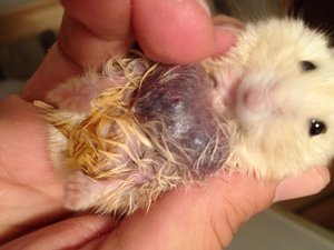 flaumi2.JPG flaumi2.JPG