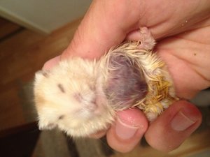 flaumi1.JPG flaumi1.JPG