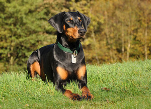 jack_berry_dobermann_3.jpg