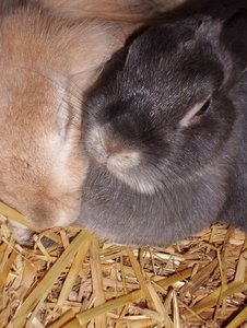 CIMG1499 - Kopie (2).JPG