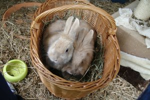 Teddy&Cleo kuscheln.JPG