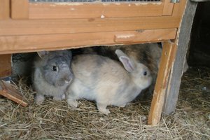 Charly&Sunny kuscheln.JPG