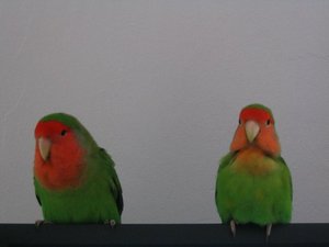 Links Bobby, rechts FlÃ¼pke.jpg