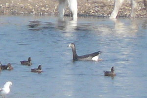 Kopie von P1030917.JPG