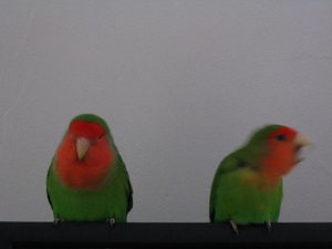 Jemand stÃ¶rt...jpg