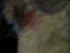 Flocke mit kahlen Stellen.jpg