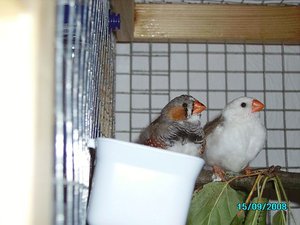 Odin & Saphira_34.JPG