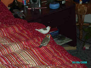 Odin & Saphira_37.JPG