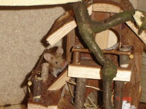 Schloss Käseloch 014.jpg Schloss Käseloch 014.jpg