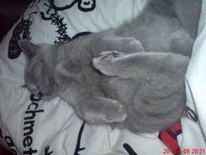 Handy Bilder 079.jpg