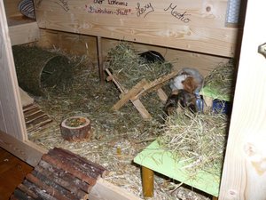 Meine Meerlis im neuen Eigenbau 11.2008 015.jpg