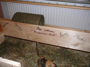 Meine Meerlis im neuen Eigenbau 11.2008 036.jpg