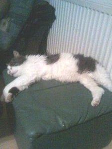 Hermann im neuen Zuhause1.jpg