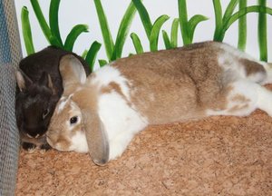 tb bunny runde 8.1.JPG