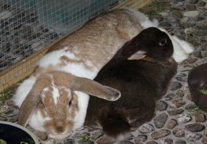 tb bunny runde 8.5.JPG