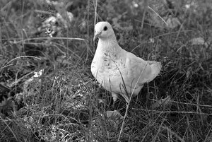 aIMG_0981 (2) - Kopie.jpg