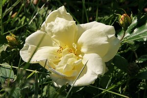 aIMG_7680 - Kopie.jpg