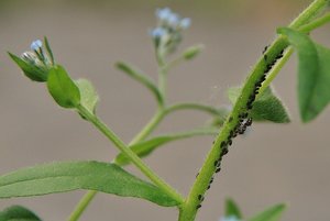 aIMG_7657 - Kopie.jpg