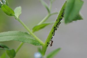 aIMG_7661 - Kopie.jpg