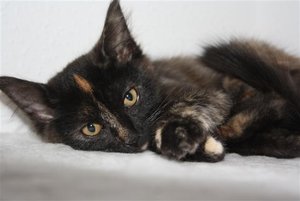 IMG_4273 (Klein).JPG