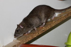 IMG_0106 - Kopie.JPG