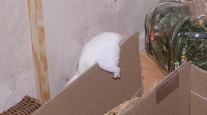 Lumifuß hängt über Karton.jpg