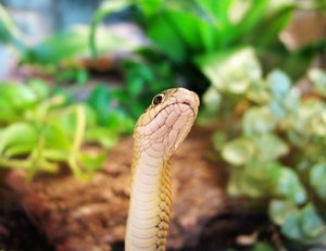 Tf NextTopPet Flecki 09.JPG