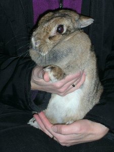 Feline5KB.jpg Feline5KB.jpg