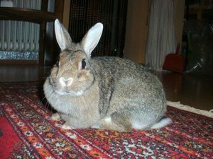 Feline7KB.jpg Feline7KB.jpg