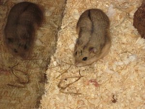 Ich habe keine Lust 004.JPG