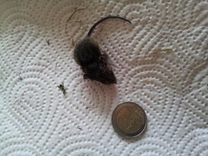 2012-07-08 18.17.30.JPG