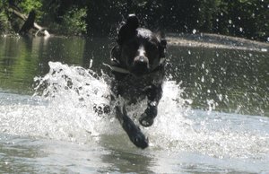 paul rennt durchs wasser.jpg